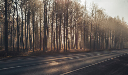 morning in the forest