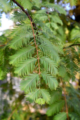 Metasequoia glyptostroboides Hu & W.C.Cheng