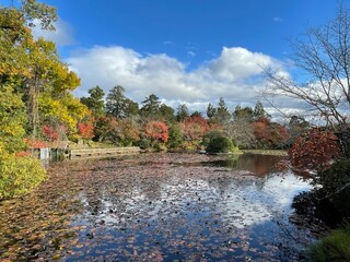 Fototapeta premium autumn in the park