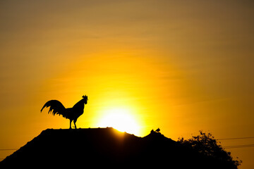 Rooster crowing silhouette and small bird standing on roof house with sunrise on beautiful sky dawn background