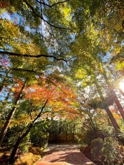 autumn in the forest