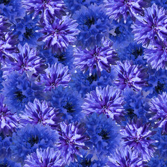 Cornflower blue flowers seamless pattern. Beautiful blue flowers cornflower. 