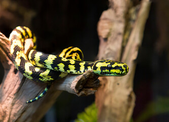 Carpet Python.
 The snake is medium-sized, about two meters. It inhabits subtopic forests near rivers in Australia and New Guinea. Pythons feed on small mammals and birds. They reproduce by laying egg