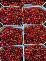 set currant berry background red dutch farm greenhouse street