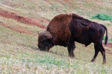 Bison bison or American buffalo grazing on the meadow. © Agustin