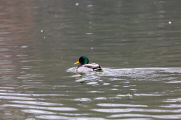 Duck swimming in the water