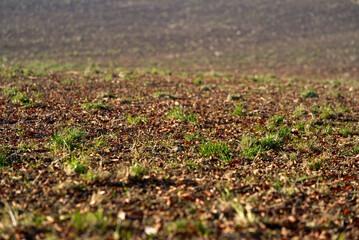 Scenic panoramic landscape with freshly harvested field on a sunny autumn day. Photo taken November 12th, 2021, Zurich, Switzerland.