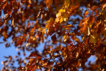 Beautiful autumn tree at local mountain Uetliberg on a sunny afternoon. Photo taken November 12th, 2021, Zurich, Switzerland.