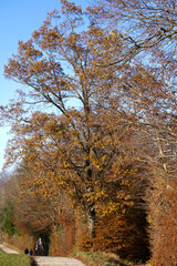 Fototapeta premium Beautiful autumn tree at local mountain Uetliberg on a sunny afternoon. Photo taken November 12th, 2021, Zurich, Switzerland.