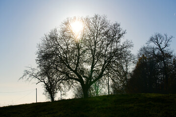 Beautiful autumn tree in backlight at local mountain Uetliberg on a sunny afternoon. Photo taken November 12th, 2021, Zurich, Switzerland.