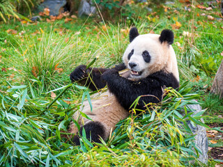 Fototapeta premium Cute Panda Life in Park with close up view during eating