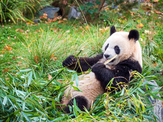 Cute Panda Life in Park with close up view during eating
