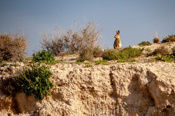 Oryctolagus cuniculus or field rabbit, from the family Leporidae and the genus Oryctolagus. © Agustin