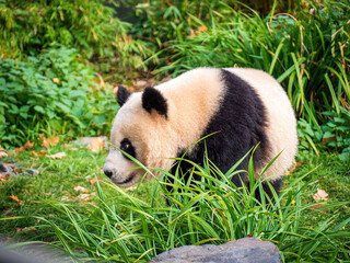 Cute Panda Life in Park with close up view during eating