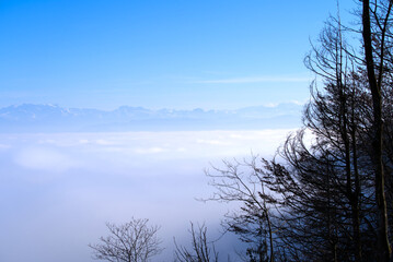 Panorama with silhouettes of trees and sea of fog seen from local mountain Uetliberg at Canton Zürich on a sunny autumn day. Photo taken November 12th, 2021, Zurich, Switzerland.