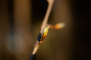 Young Spring green buds on the tree branches. Springtime seasonal macro close up