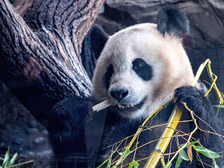 Cute Panda Life in Park with close up view during eating