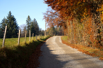 Scenic landscape with gravel rural road and forest on a sunny autumn day. Photo taken November 12th, 2021, Zurich, Switzerland.