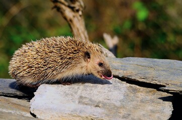 Erinaceus europaeus or common hedgehog of the family erinaceidae.