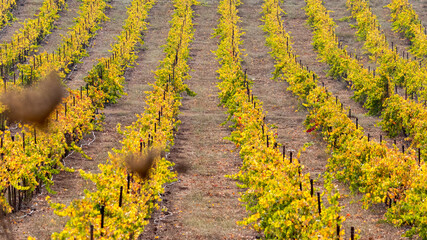 Autumnal colorful vineyard