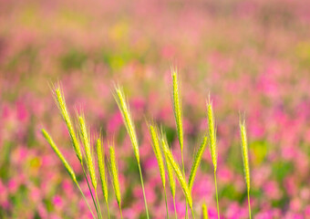 Blooming field against the background of mountains. Beautiful landscape with lavender flowers. Spring background of colorful landscape. Mountain pink flowers.