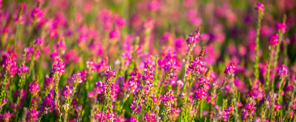 Obraz premium Blooming field against the background of mountains. Beautiful landscape with lavender flowers. Spring background of colorful landscape. Mountain pink flowers.