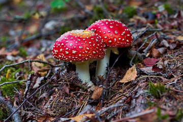 two spotted toadstools in the woods