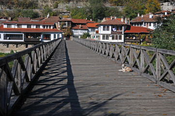 Stray dog on the wooden bridge