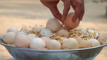 World egg day, eggs in tray, eggs collection