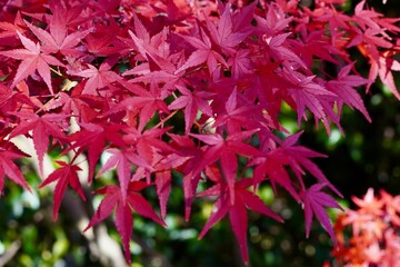 red and green leaves