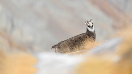 Fine art portrait of Chamois at sunset (Rupicapra rupicapra)