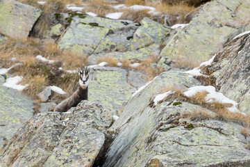 Obraz premium Isolated chamois on the rock in the Gran Paradiso national park (Rupicapra rupicapra)