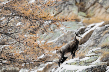 Chamois on the rock in the autumn season (Rupicapra rupicapra)