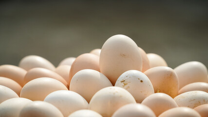 3 June World egg day,  eggs collection desi hen eggs, Eggs isolated