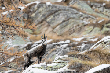 Fine art portrait of Chamois in the autumn season (Rupicapra rupicapra)