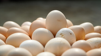 3 June World egg day,  eggs collection desi hen eggs, Eggs isolated