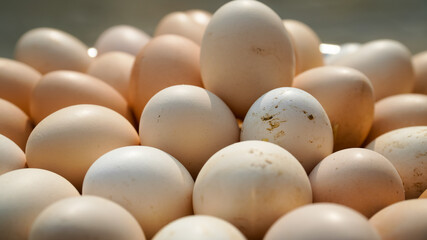 3 June World egg day,  eggs collection desi hen eggs, Eggs isolated