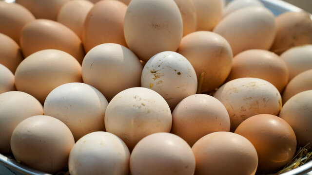 3 June World egg day,  eggs collection desi hen eggs, Eggs isolated