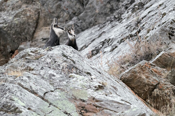 Obraz premium A mountain family, chamois female with puppy (Rupicapra rupicapra)