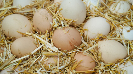 3 June World egg day,  eggs collection desi hen eggs, Eggs isolated