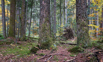 Green forest nature.