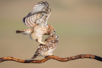 Fıghting birds. Little owls. Colorful nature background. Athene noctua.  