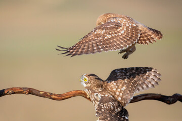 Fıghting birds. Little owls. Colorful nature background. Athene noctua.  