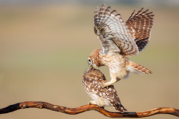 Fıghting birds. Little owls. Colorful nature background. Athene noctua.  