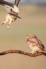 Fıghting birds. Little owls. Colorful nature background. Athene noctua.  