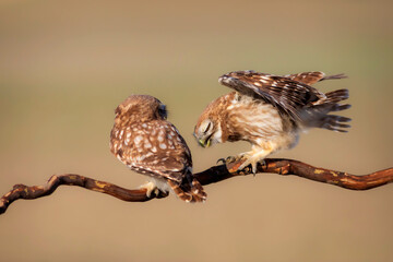 Fıghting birds. Little owls. Colorful nature background. Athene noctua.  