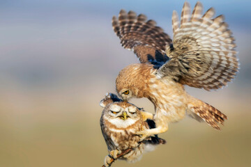 Fıghting birds. Little owls. Colorful nature background. Athene noctua.  