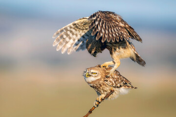 Fıghting birds. Little owls. Colorful nature background. Athene noctua.  