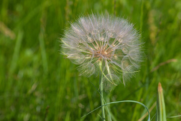 One white fluffy dandelion on blurred background of spring green grass. Natural habitat. Close-up. Copy space.