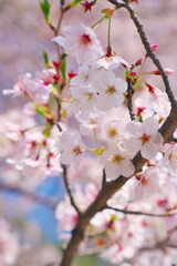 春の休日に愛でる桜